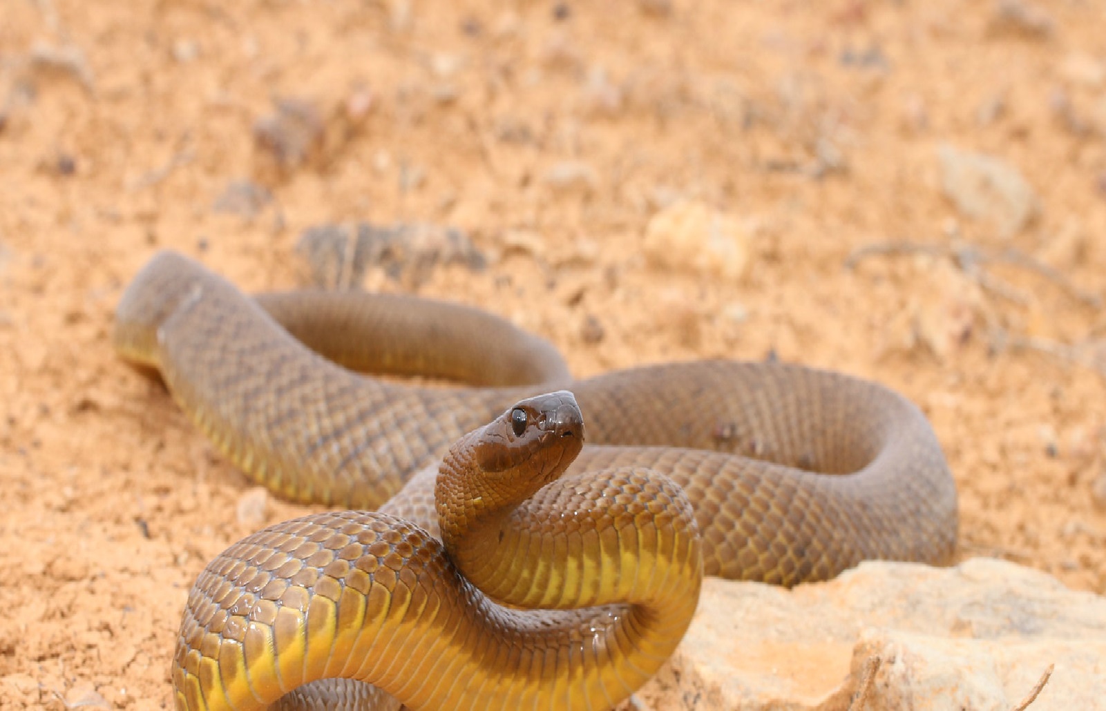 animales venenosos serpiente taipan