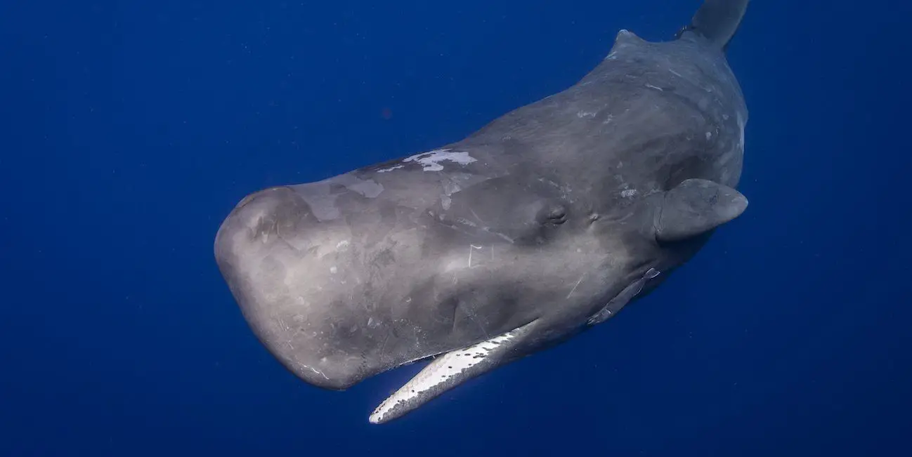 animales de galapagos en peligro de extincion