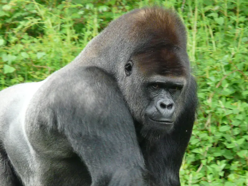 animales en peligro de extinción para dibujar