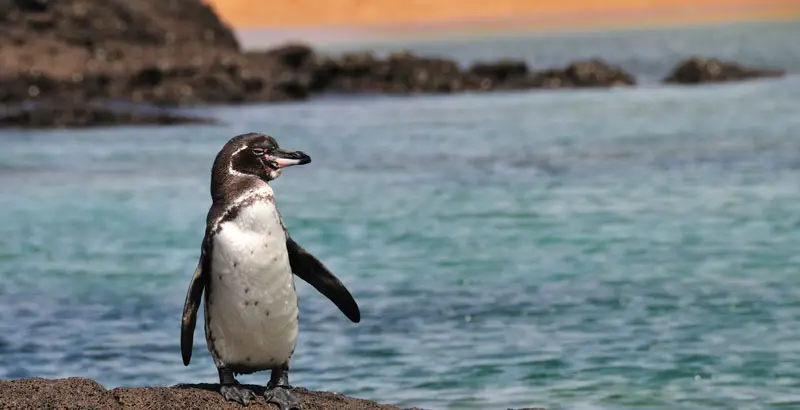 animales de galapagos para colorear