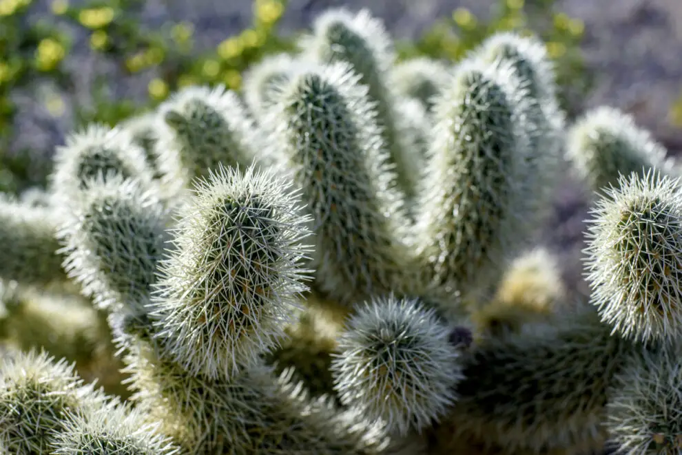 +108 Curiosidades de los cactus que debes saber