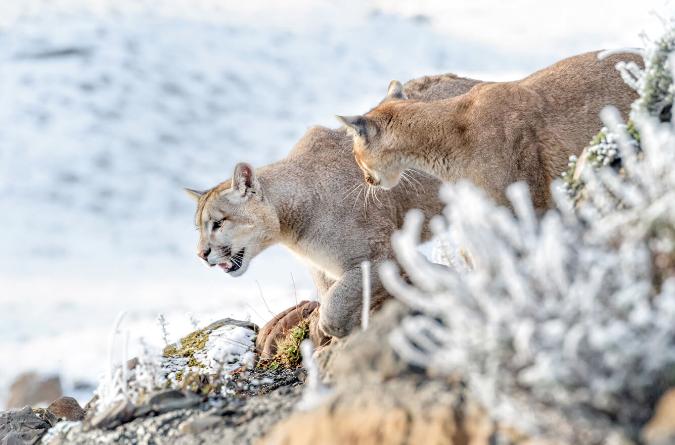 curiosidades de los pumas bebés