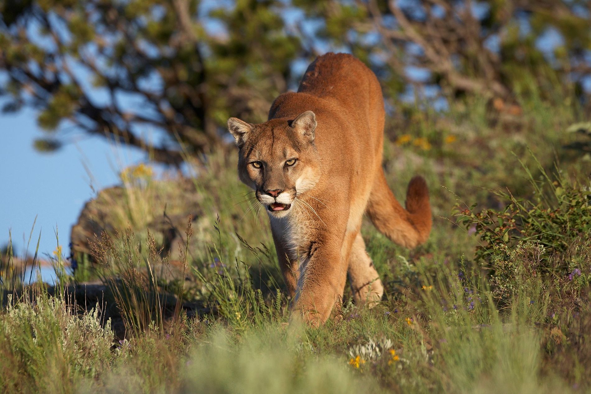 curiosidades de los pumas bebés