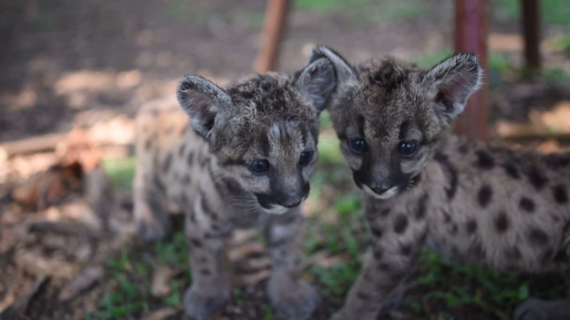 curiosidades de los pumas bebés