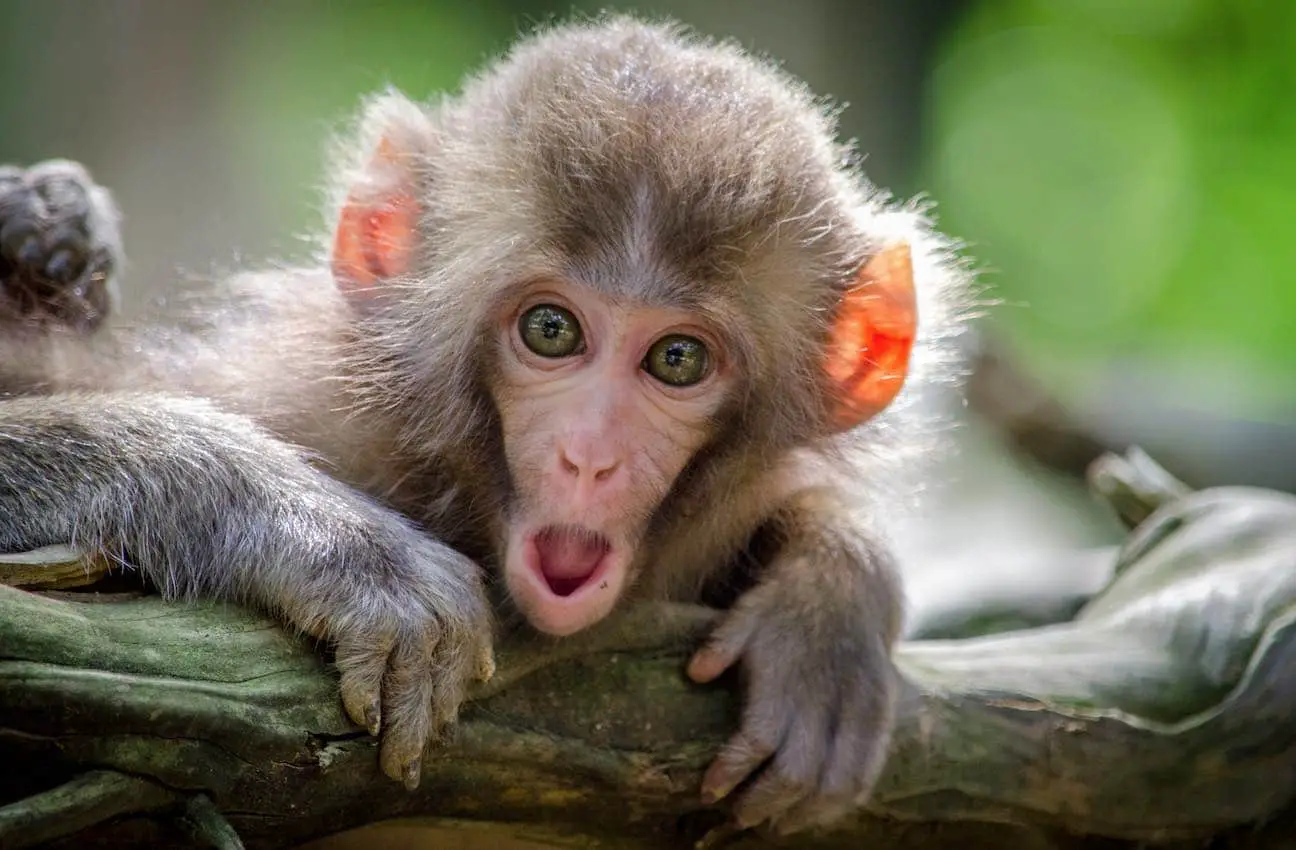 +109 Curiosidades de los monos que muestran que se parecen mucho a los humanos