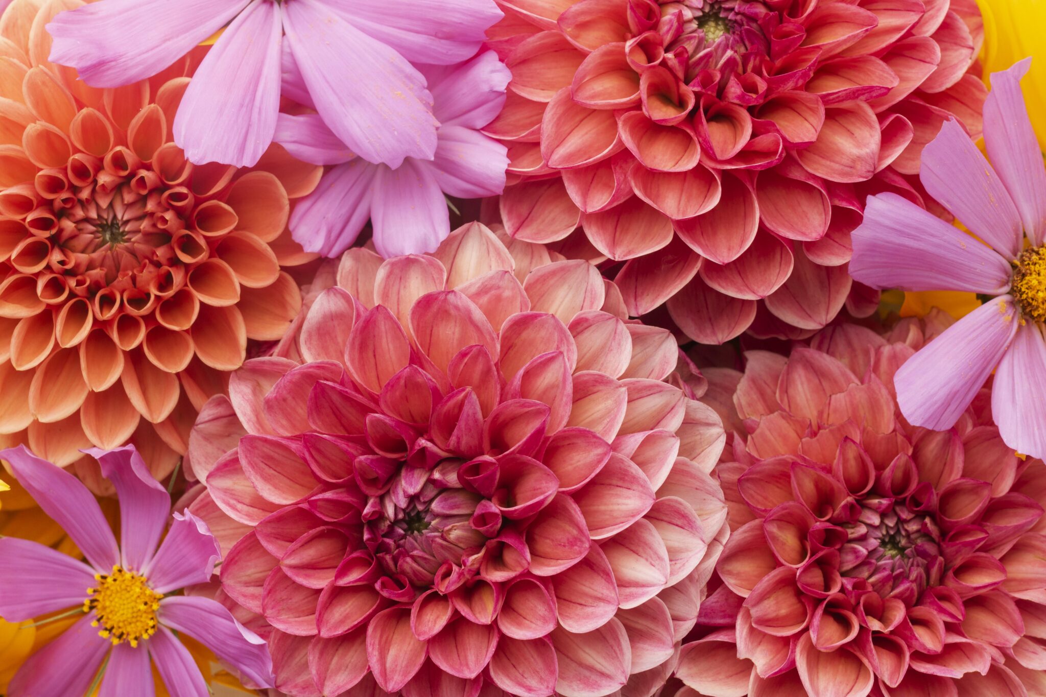 Flores Earrings, image size:2048x1365