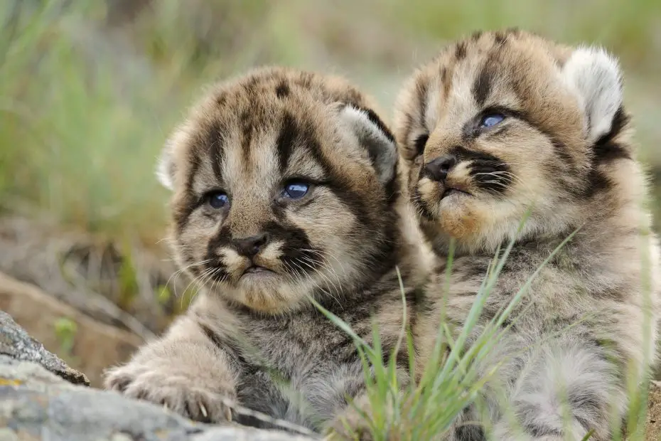 curiosidades de los pumas bebes