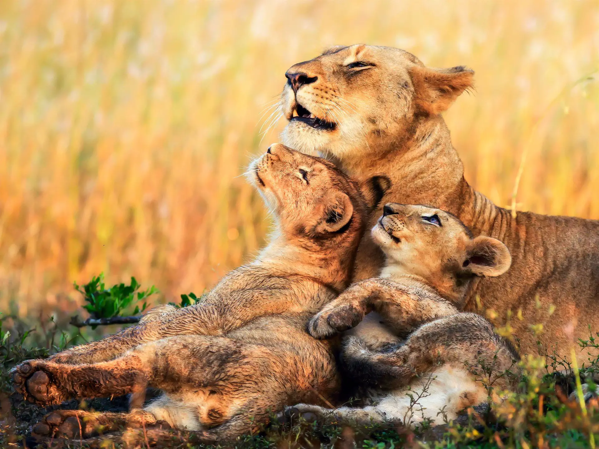 15 Curiosidades de los leones bebés