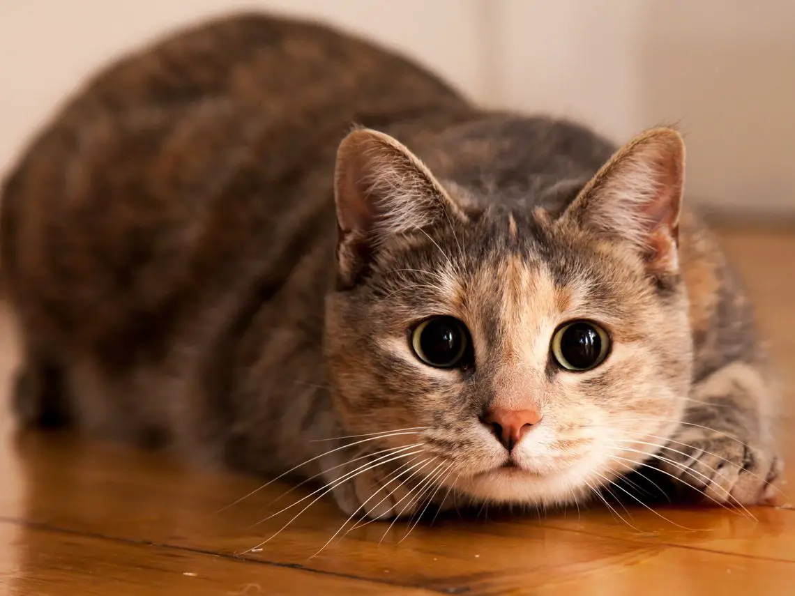 Conoce algunos datos curiosos sobre los misteriosos y muy fieles gatos