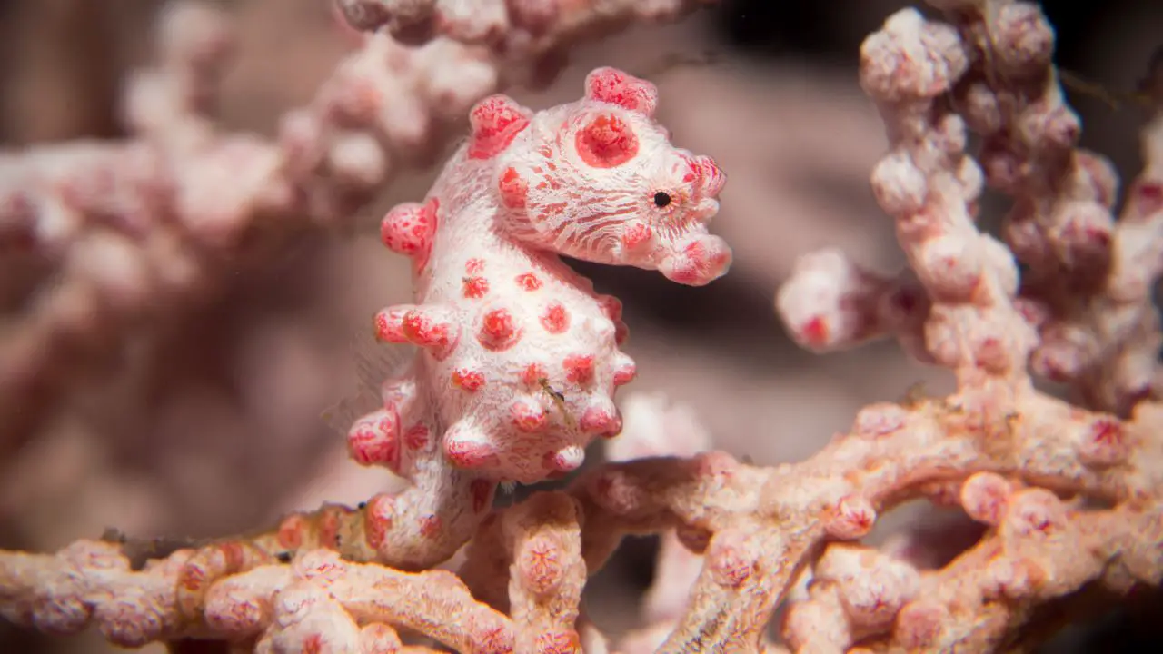 animales pequenos Caballito de mar pigmeo