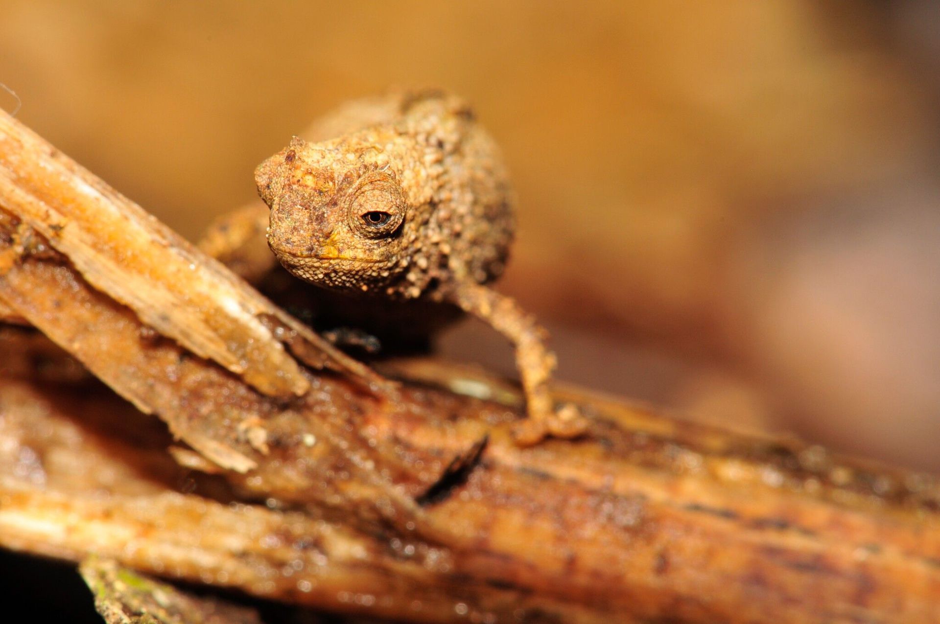 camaleon brookesia