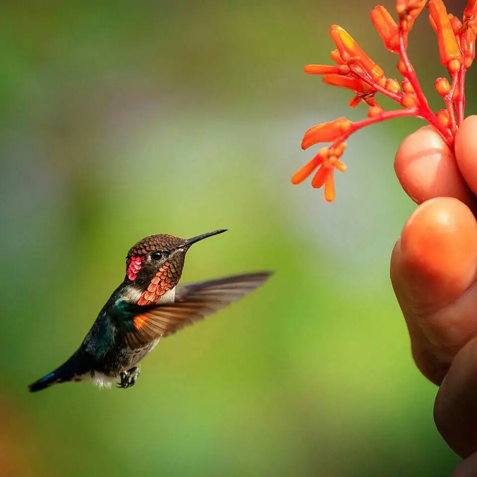 colibri abeja