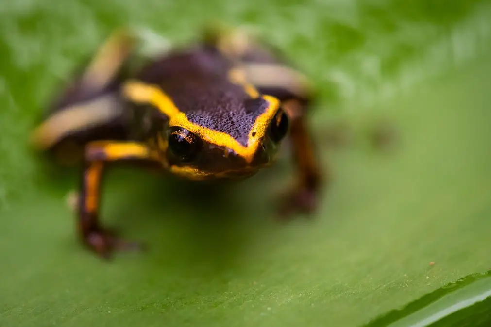 rana Monte Iberia Eleuth