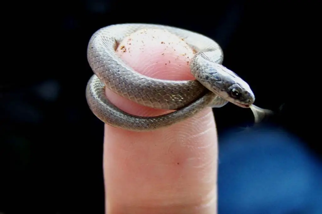 animales pequenos serpiente