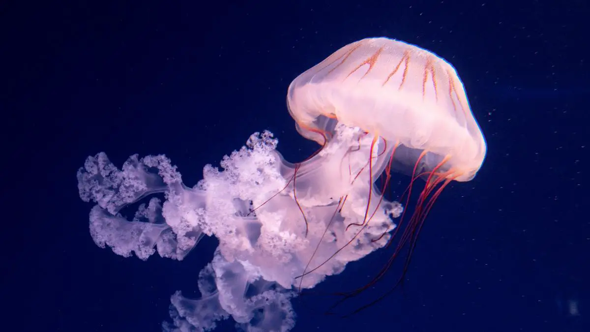 Animales asexuales
