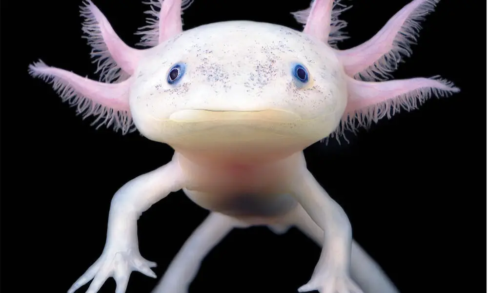 Animales asexuales Animales asexuales