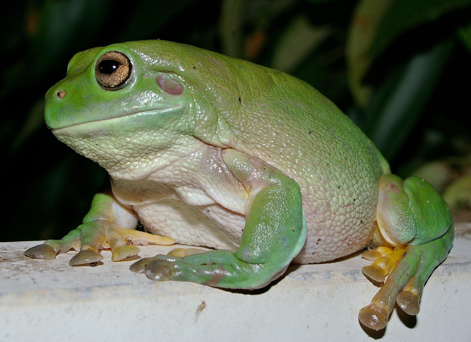 Otros ejemplos de animales con piel desnuda Otros ejemplos de animales con piel desnuda