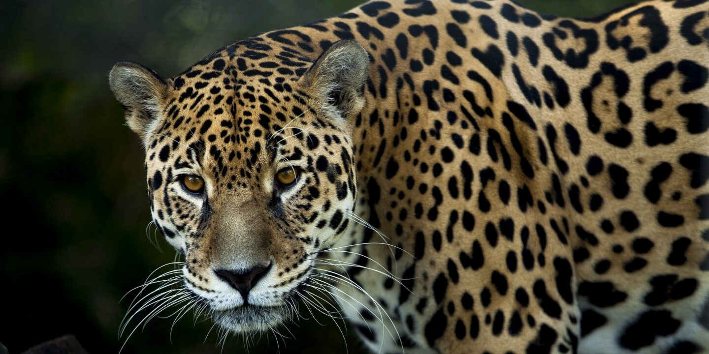Animales endémicos Animales endémicos
