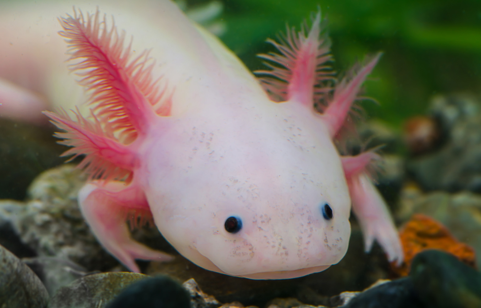 Animales endémicos Animales endémicos