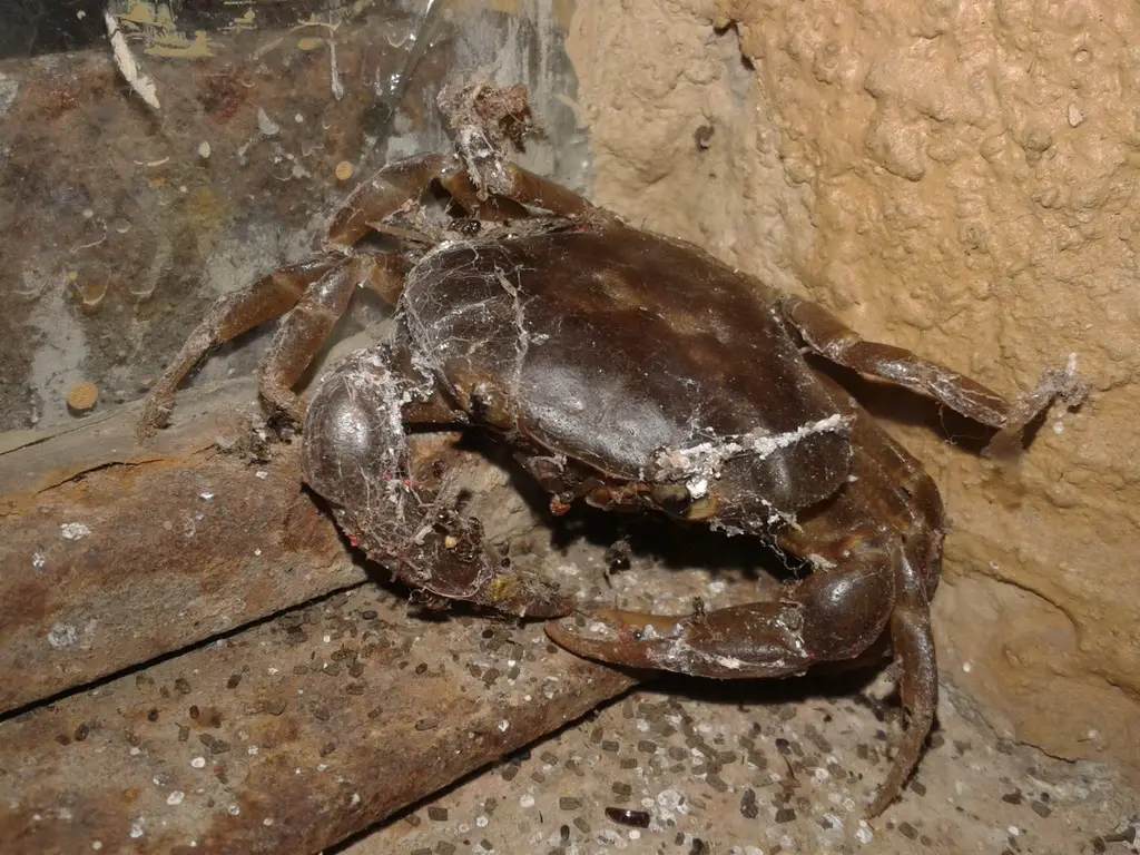 Animales endémicos Animales endémicos