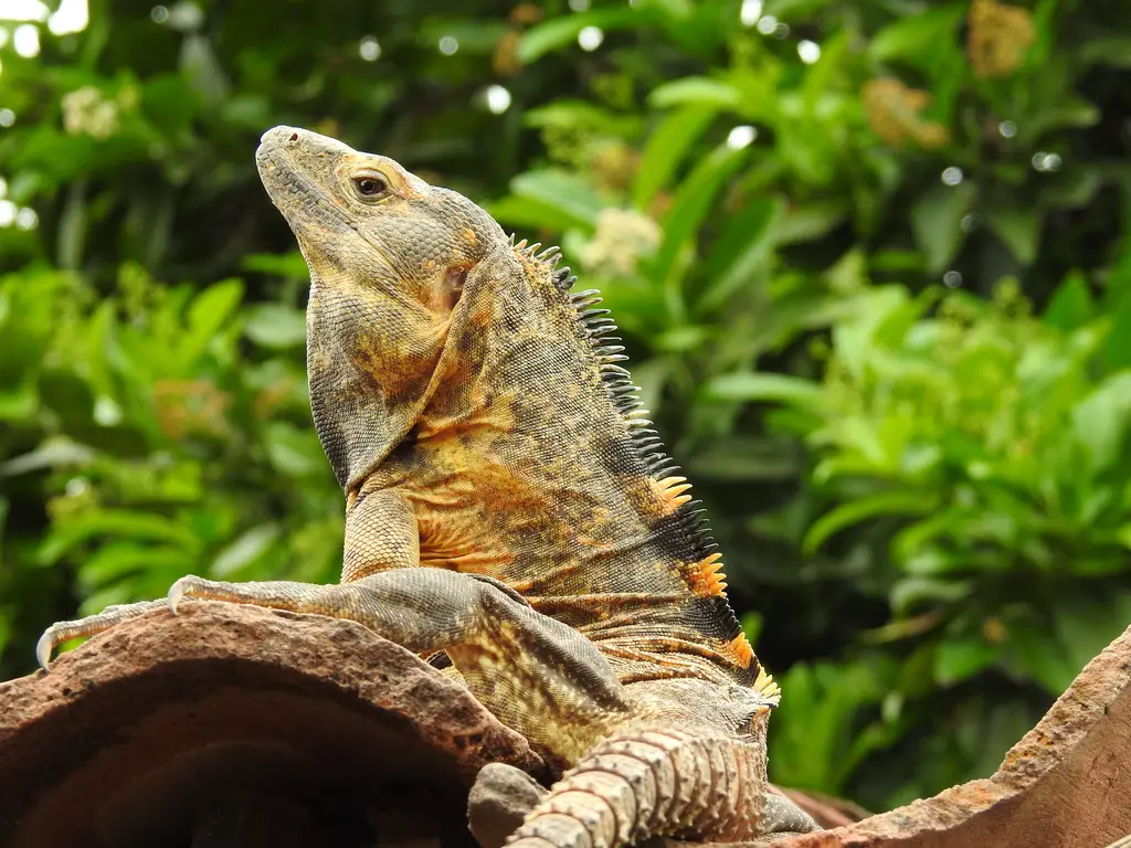 Animales endémicos Animales endémicos