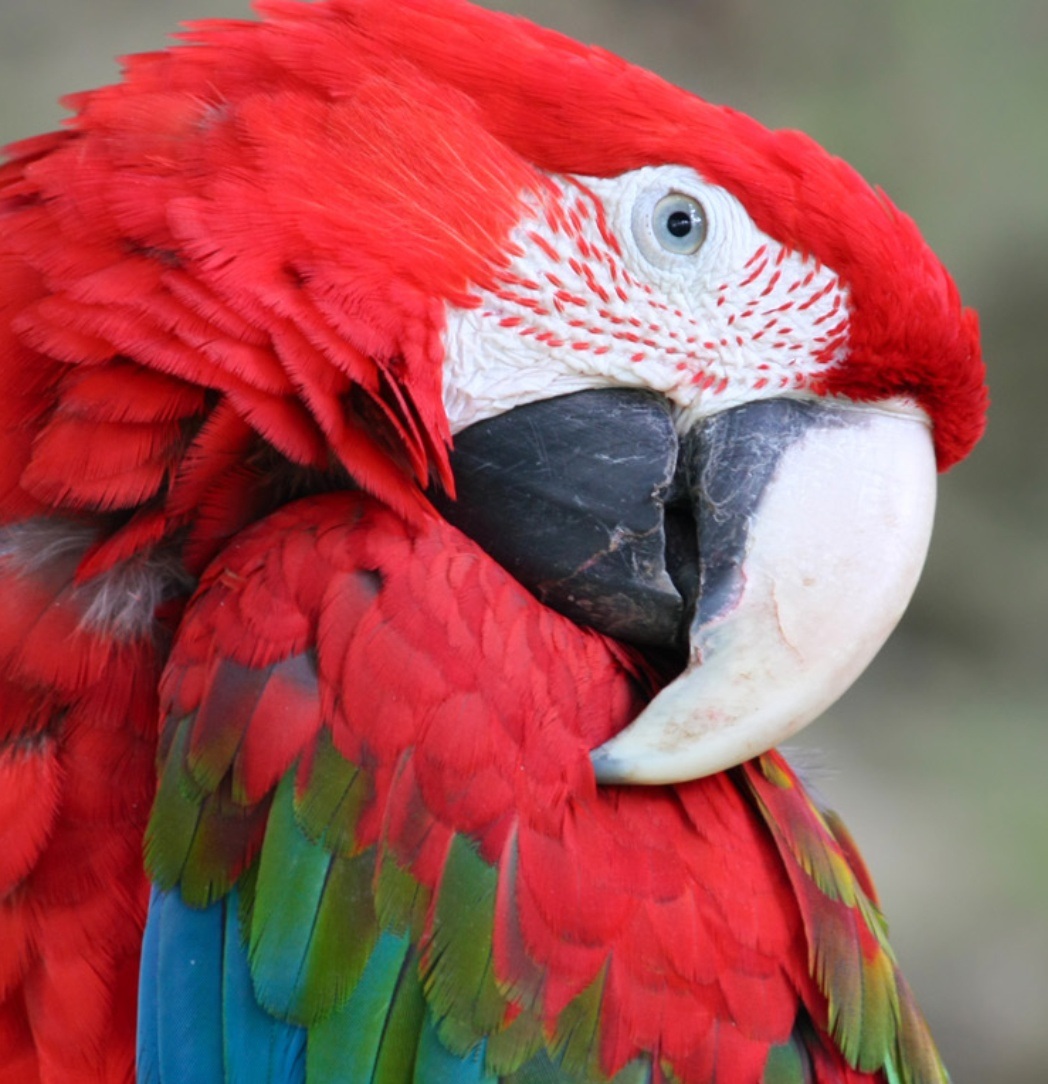 Animales hermosos Animales hermosos