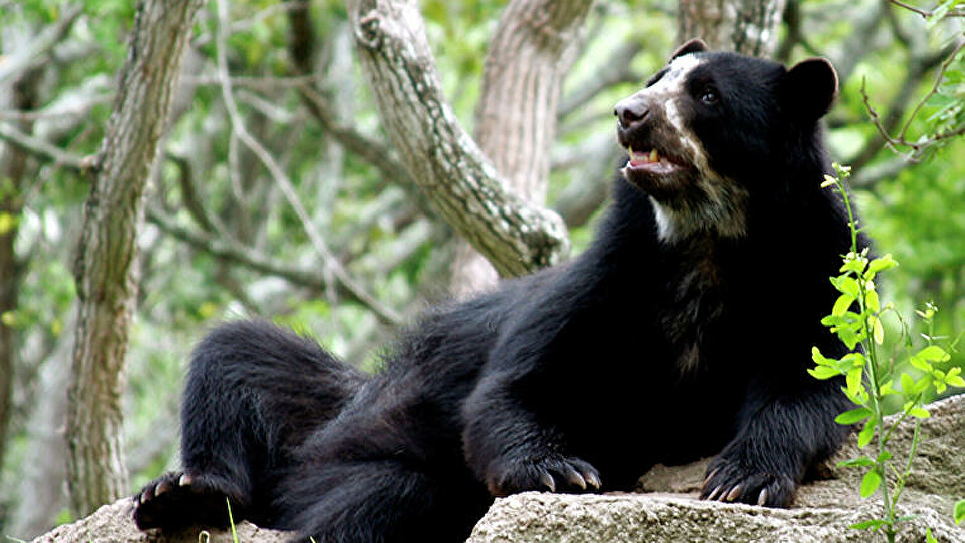 Animales hermosos Animales hermosos