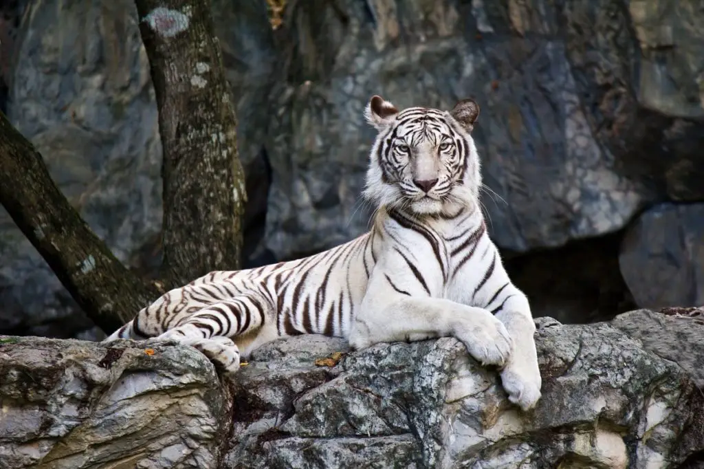 Animales hermosos Animales hermosos
