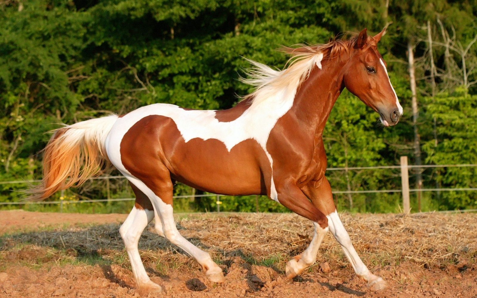 Animales hermosos Animales hermosos
