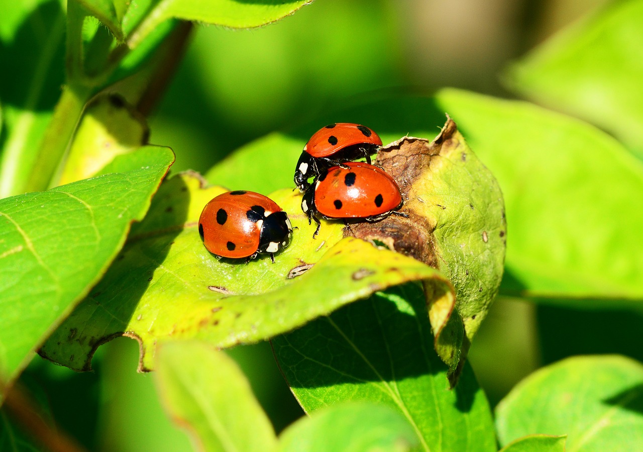 animales con respiracion braquial mariquitas