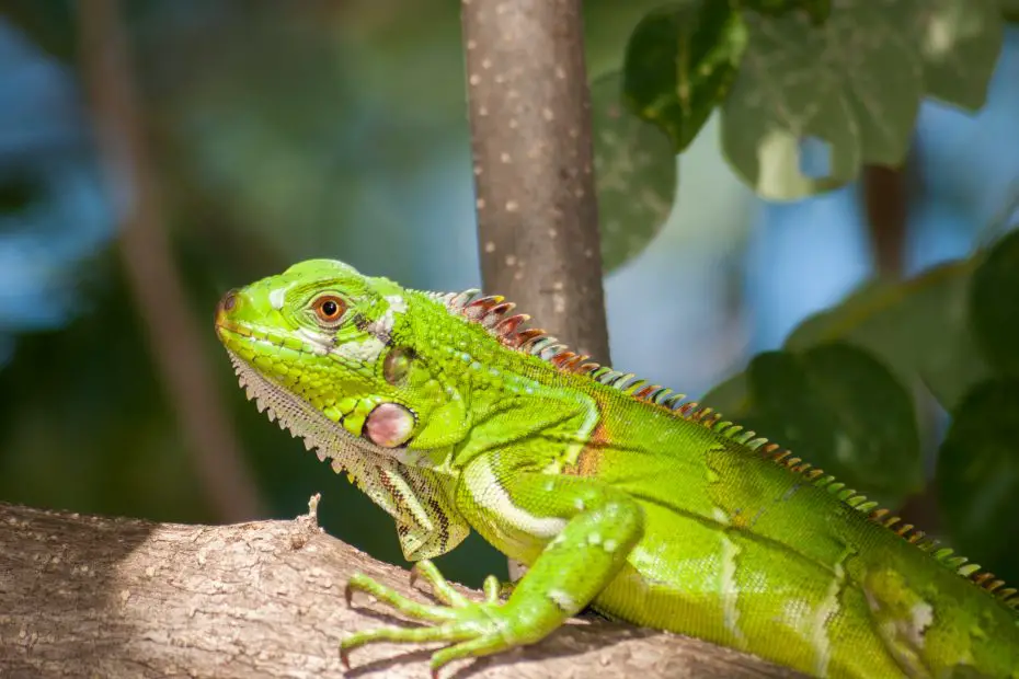 animales de sangre fría