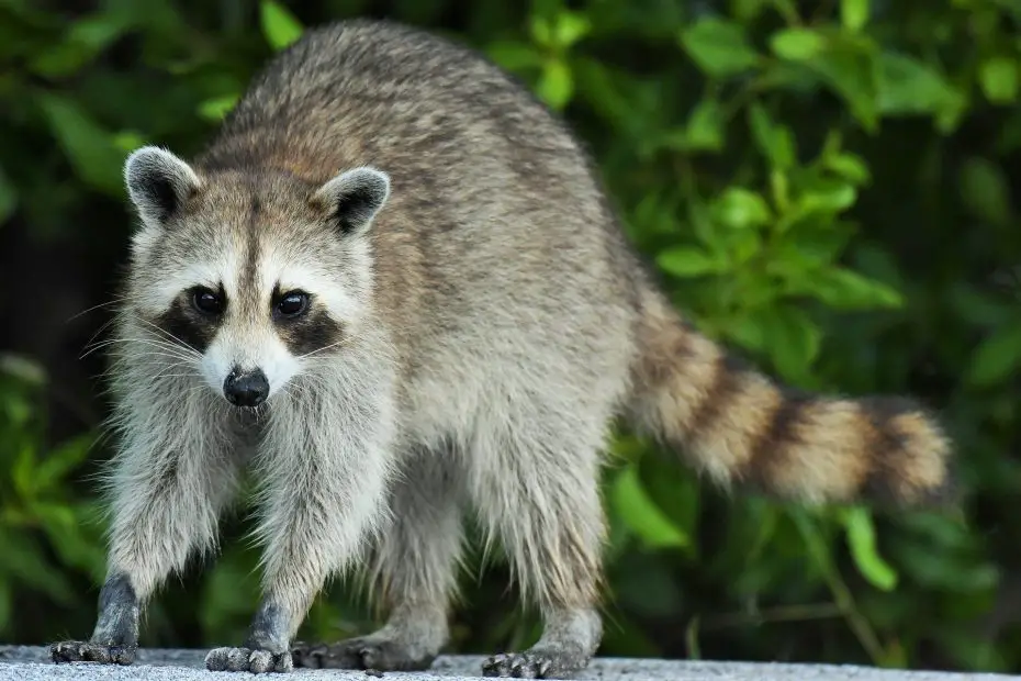 animales descomponedores