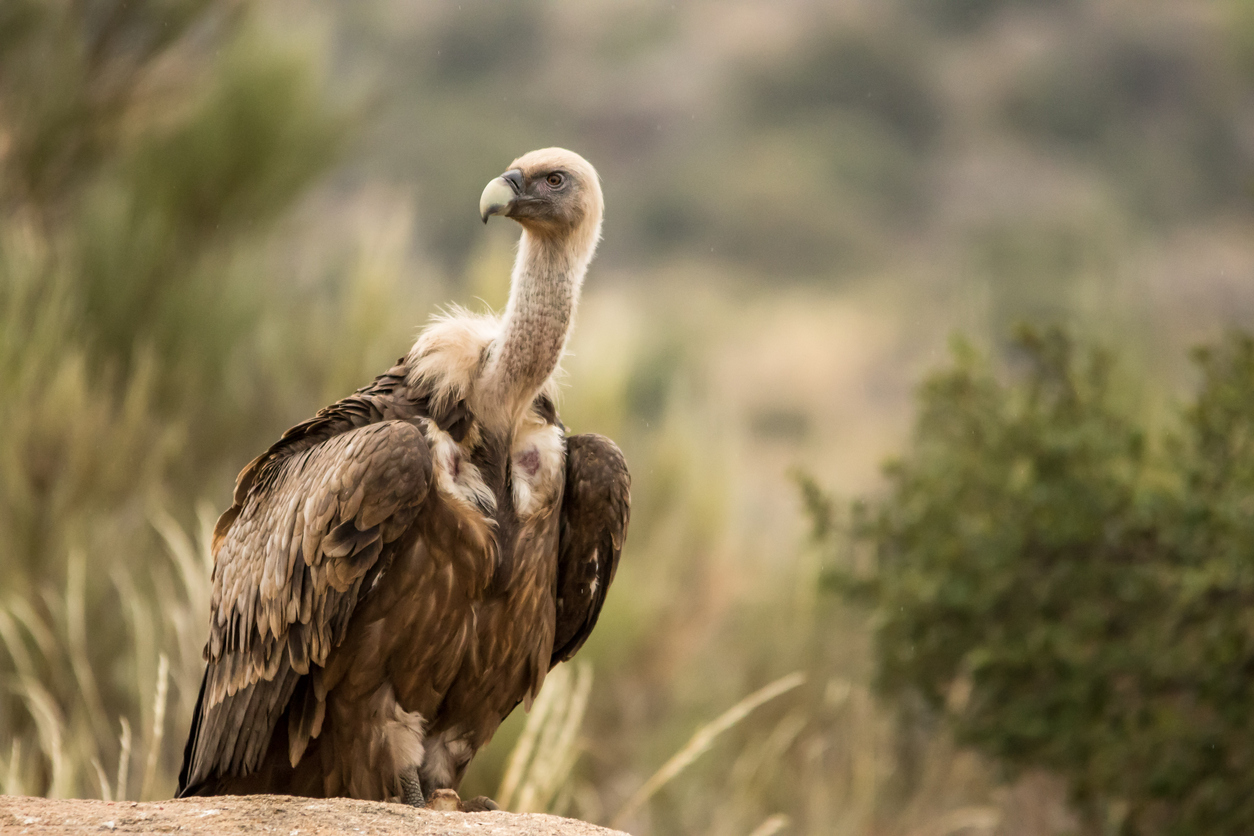 animales descomponedores buitres