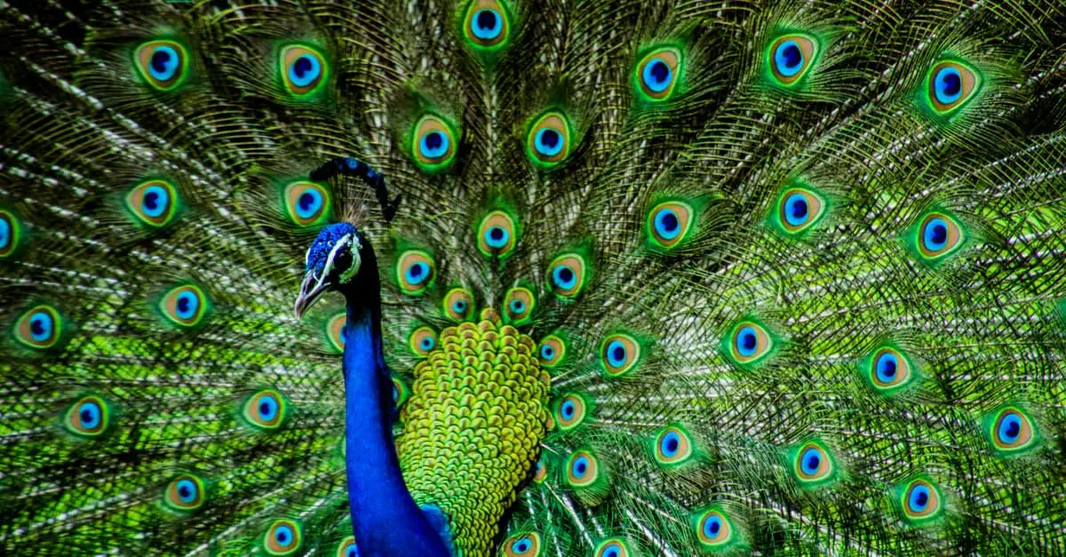 pavo real