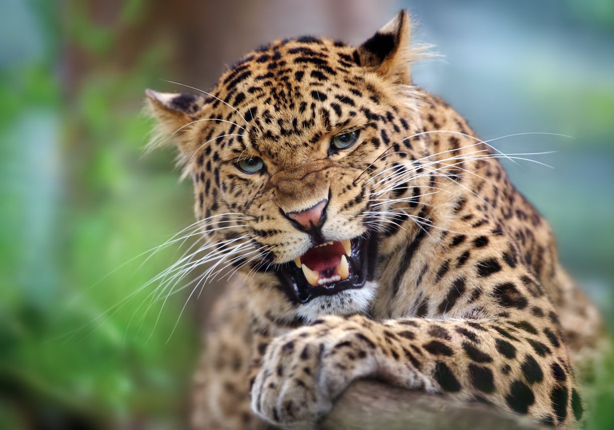 101-habilidades-y-curiosidades-de-los-leopardos