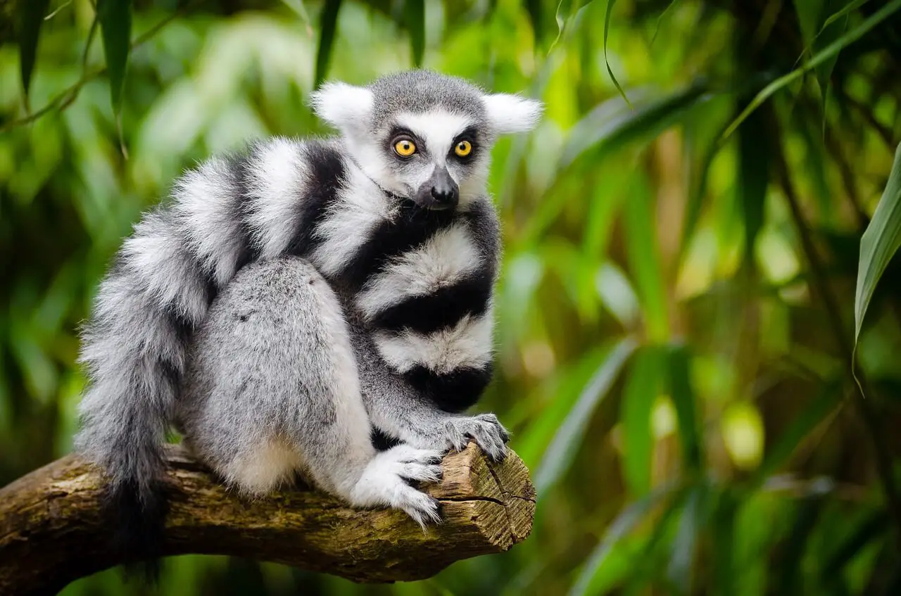 animales nocturnos Lemur de cola anillada