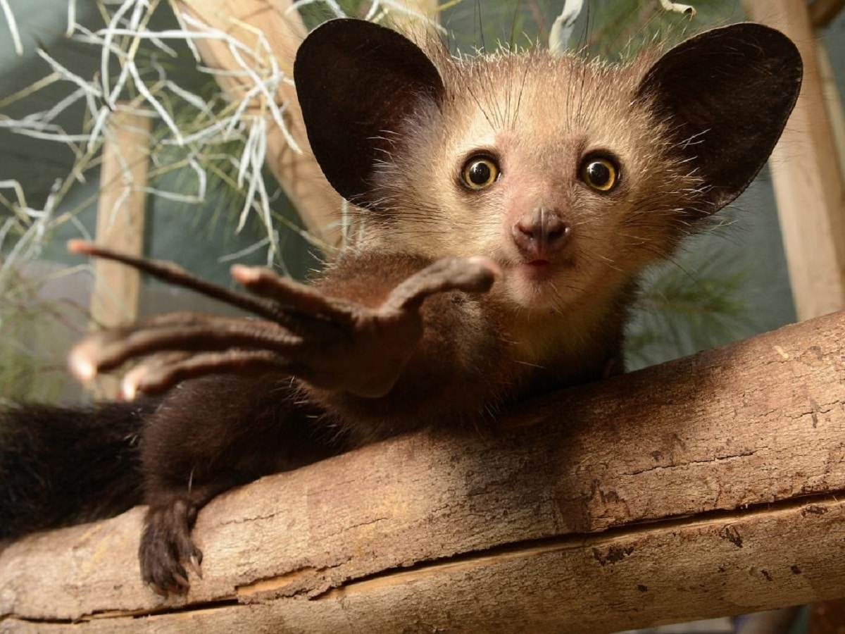 aye-aye