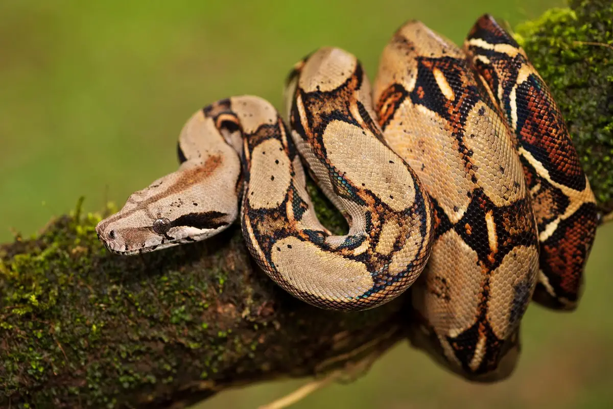 animales nocturnos boa de tumbes