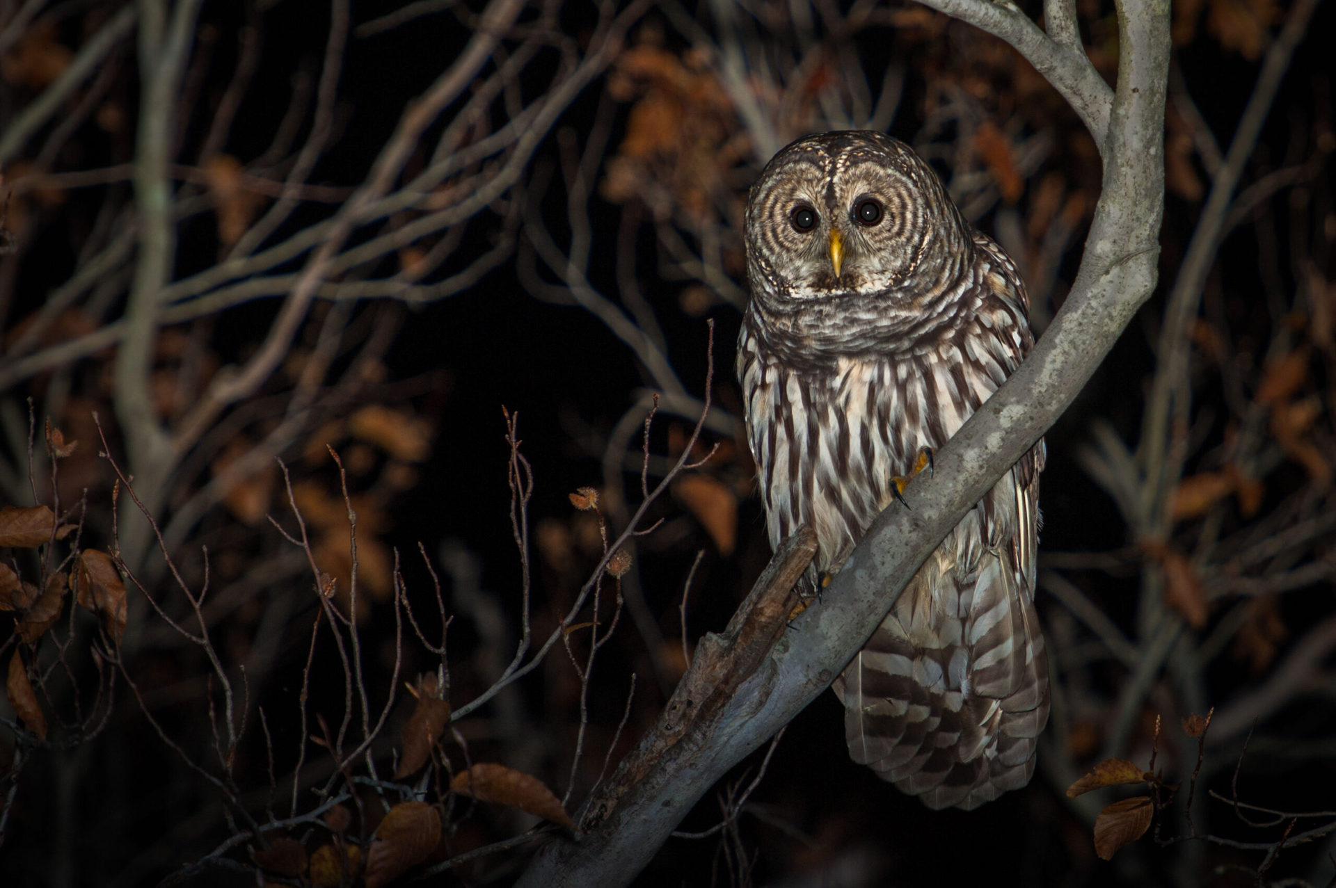 animales nocturnos cuales son