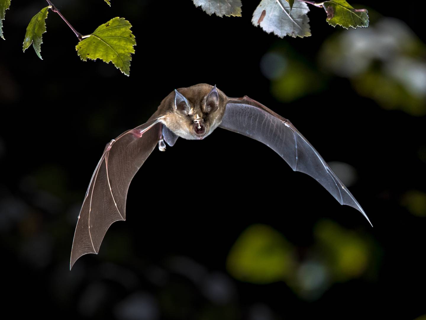 animales nocturnos murcielago