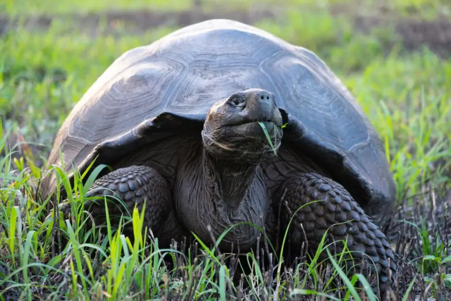 animales galapagos