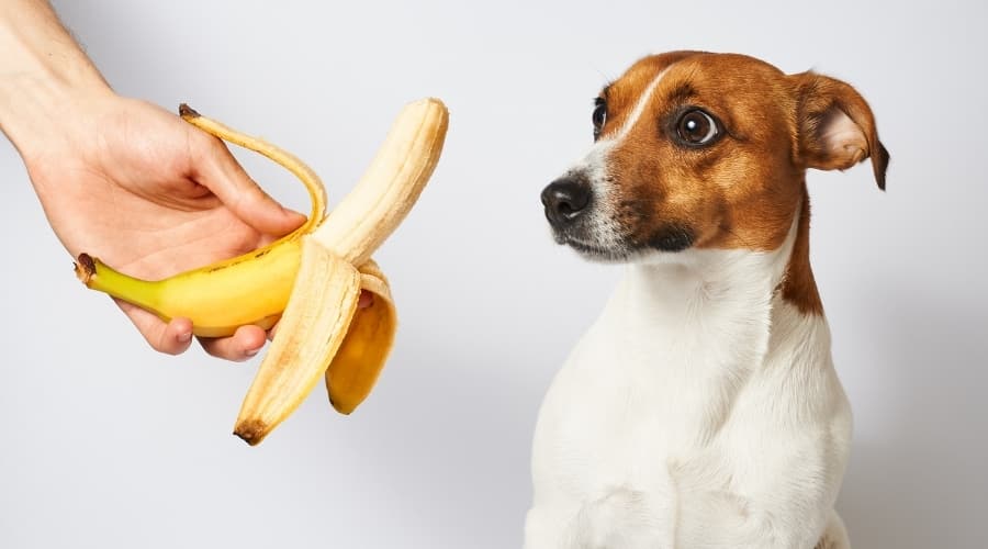que frutas pueden comer los perros banana