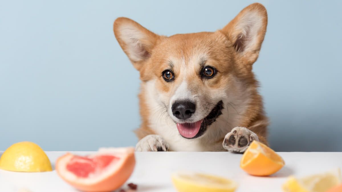 que frutas pueden comer los perros citricos