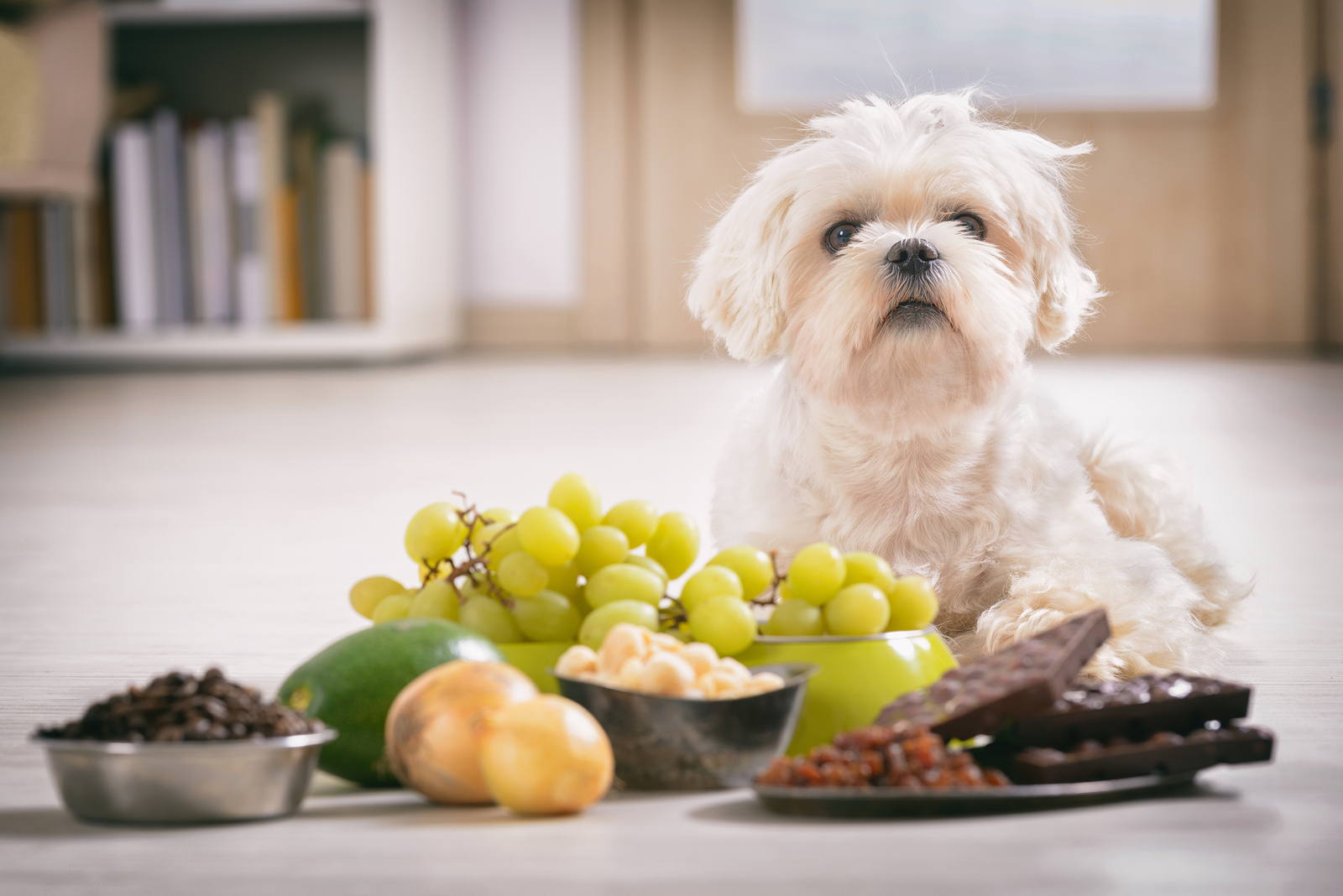 que frutas pueden comer los perros 