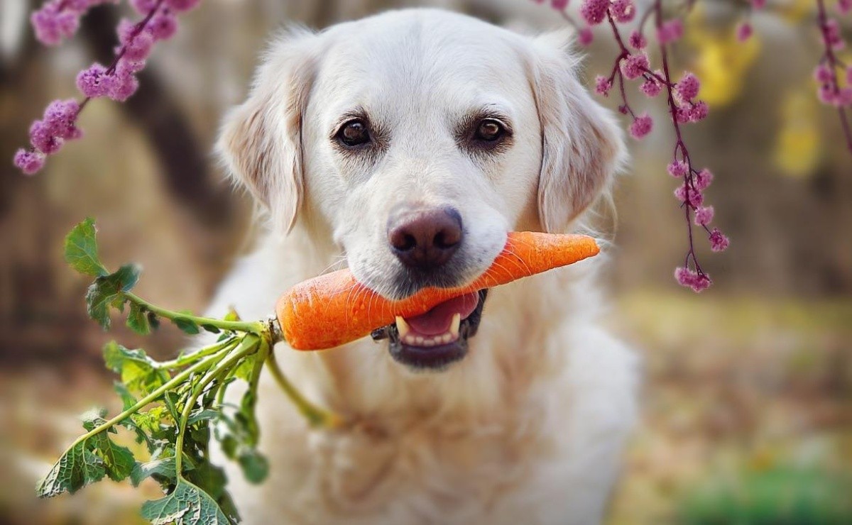 que frutas pueden comer los perros verduras