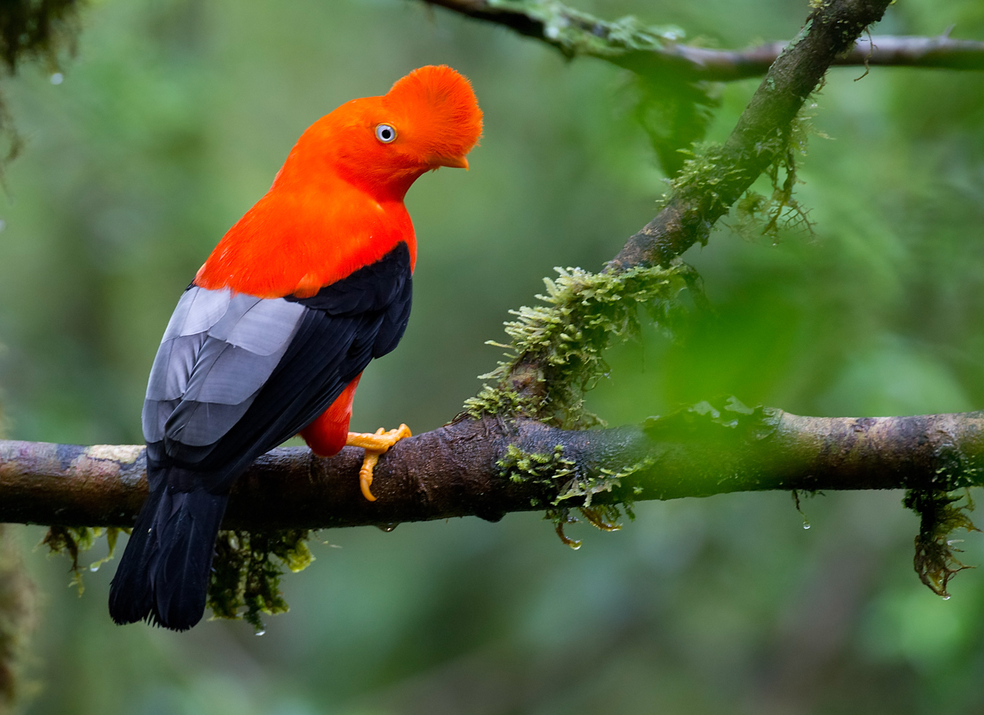 gallito de las rocas