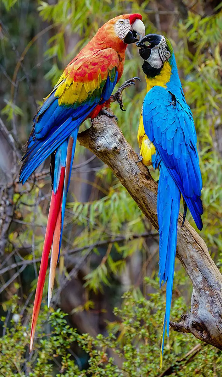 guacamayo del peru