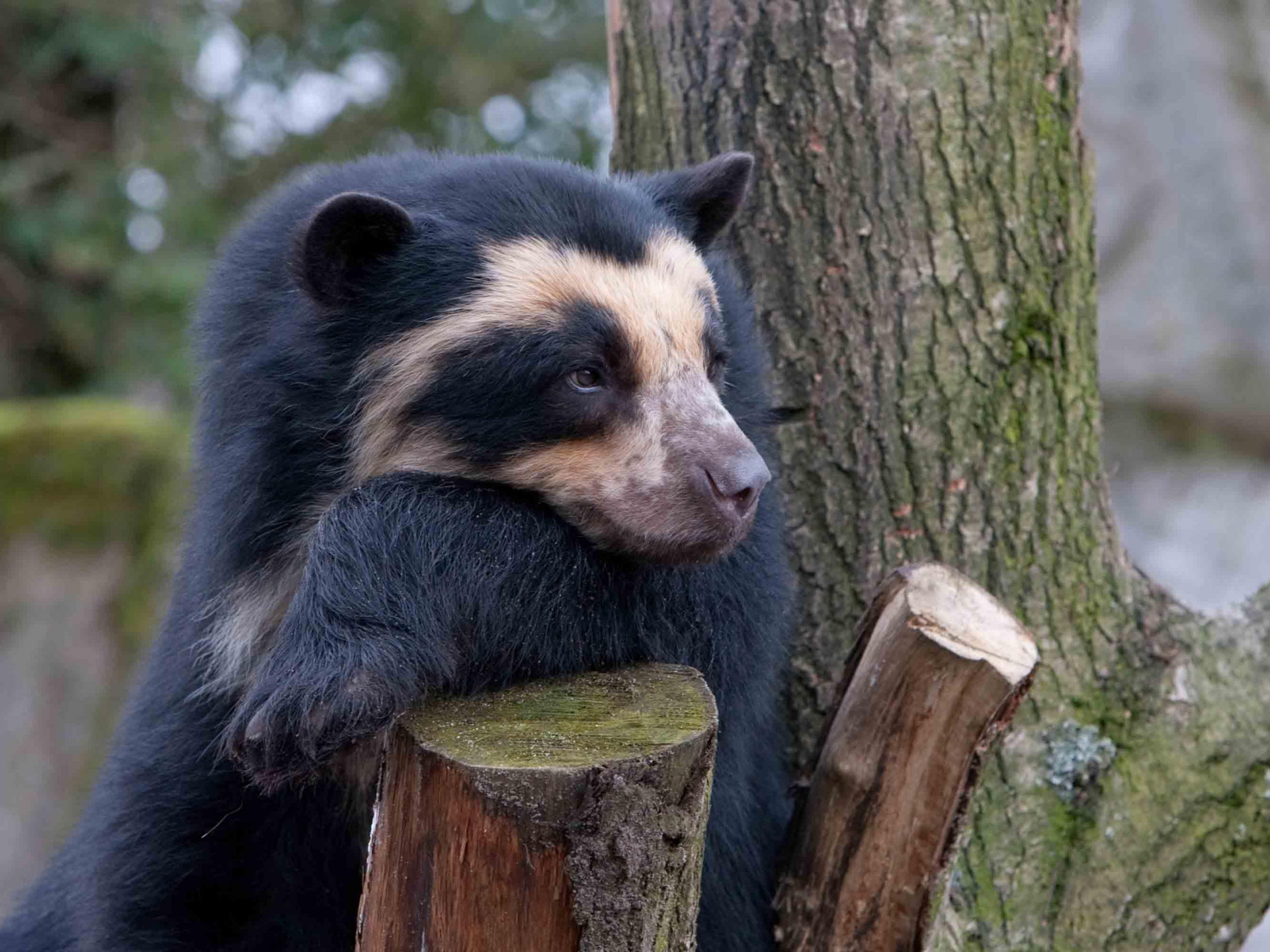 animales de la selva peruana oso