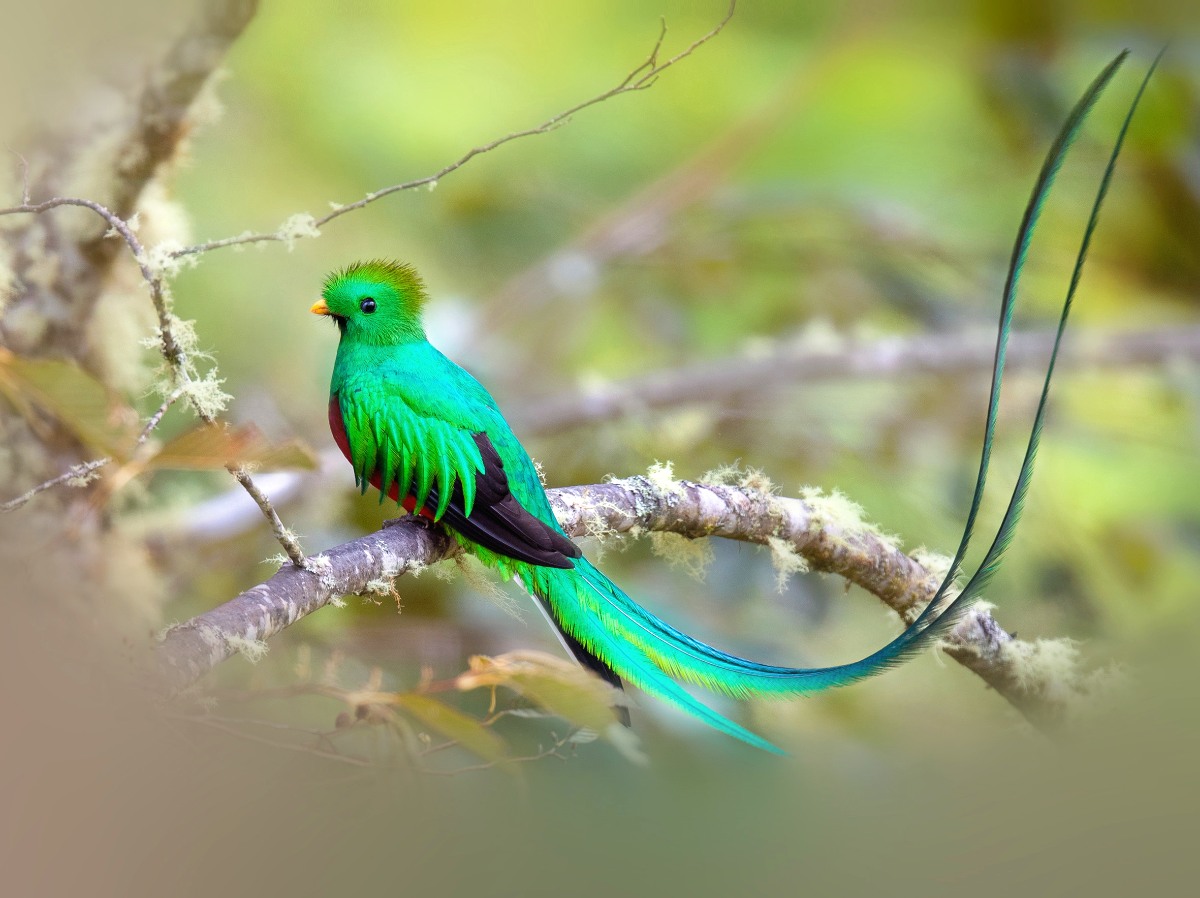 quetzal