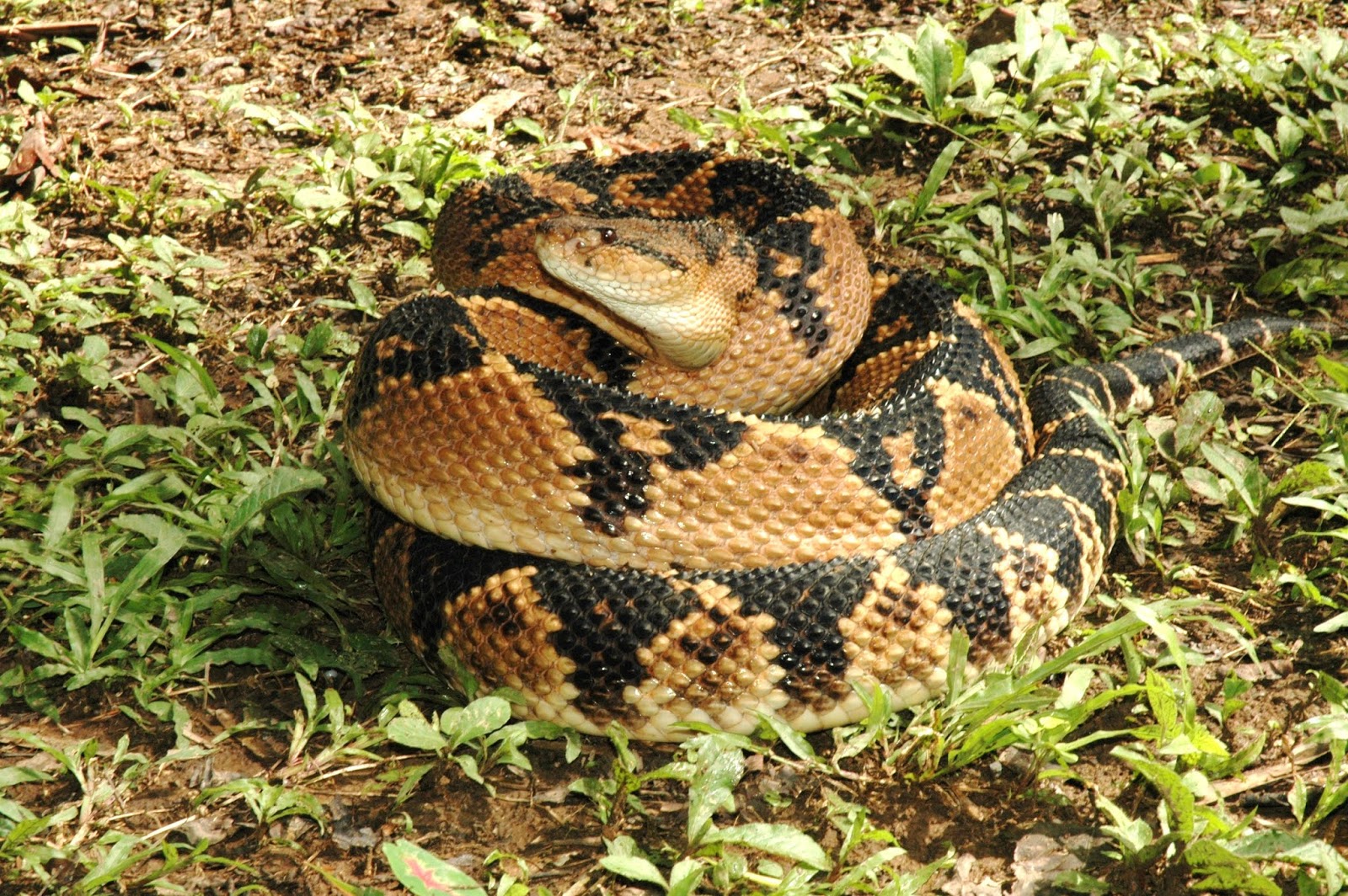 serpiente cascabel